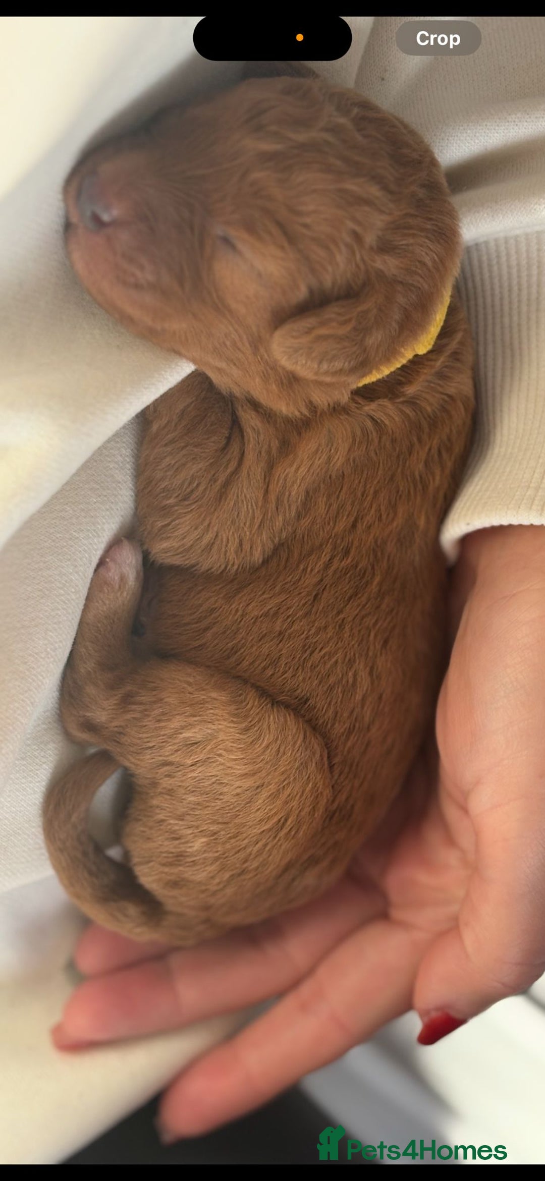 Labradoodle dogs for sale: F1 Toy / Miniature Labradoodles  - Advert 17