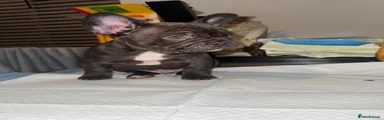 French Bulldog Puppy 1