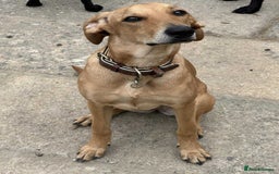 Mixed Breed dogs for adoption: Sweet and loveable Honey, 5 months old - Image 15