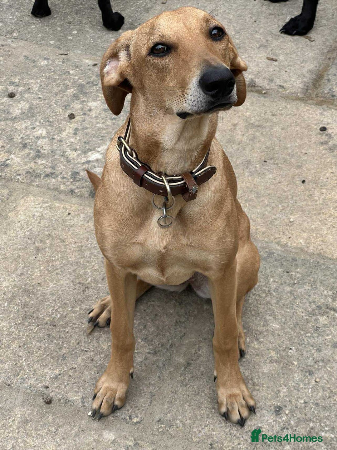 Mixed Breed dogs for adoption: Sweet and loveable Honey, 5 months old - Image 15
