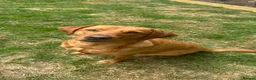 Labrador Retriever dogs for sale: KC Registered Fox Red Labrador Retriever Puppies - Advert 2