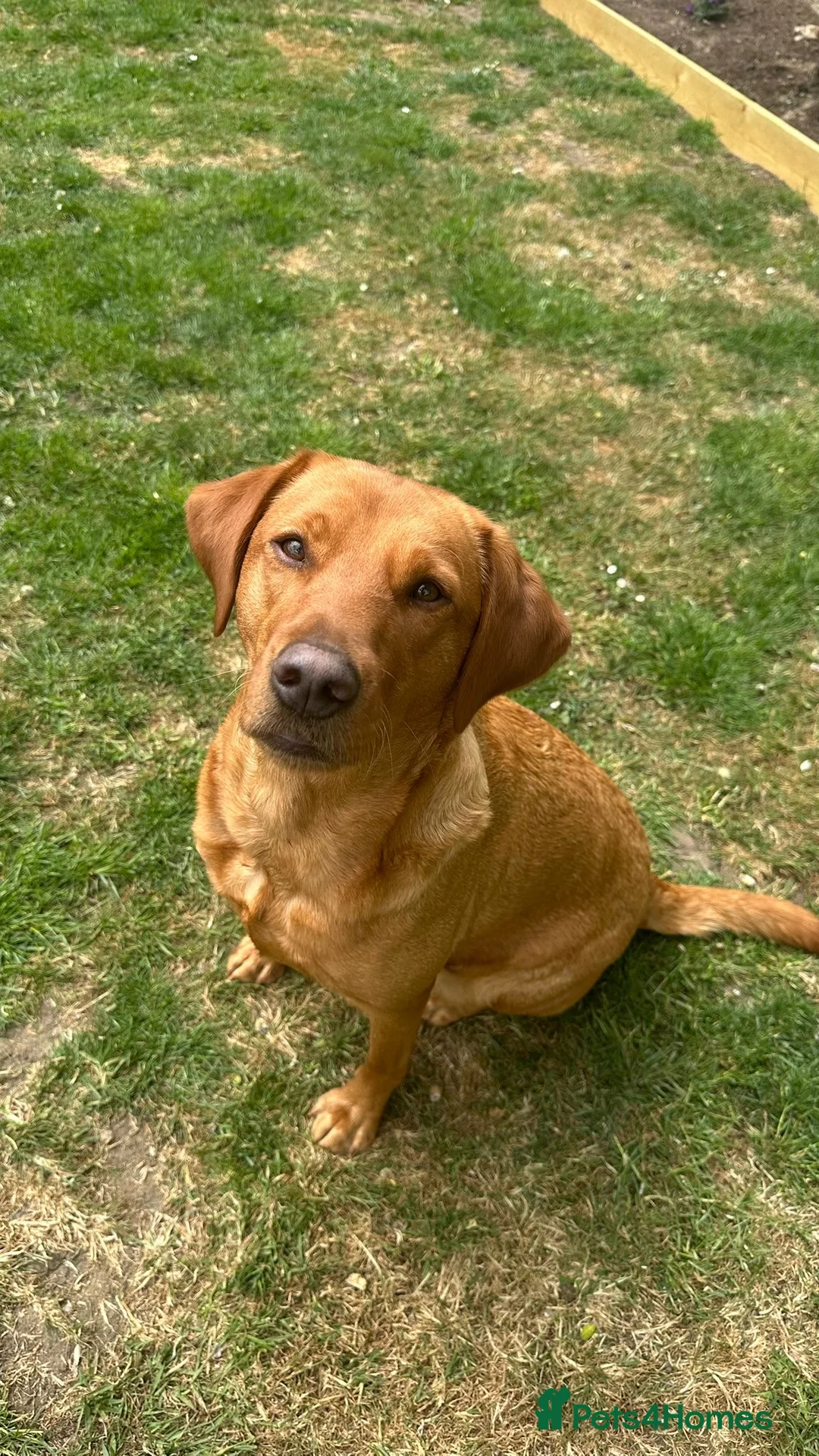 Labrador Retriever dogs for sale: KC Registered Fox Red Labrador Retriever Puppies - Advert 2
