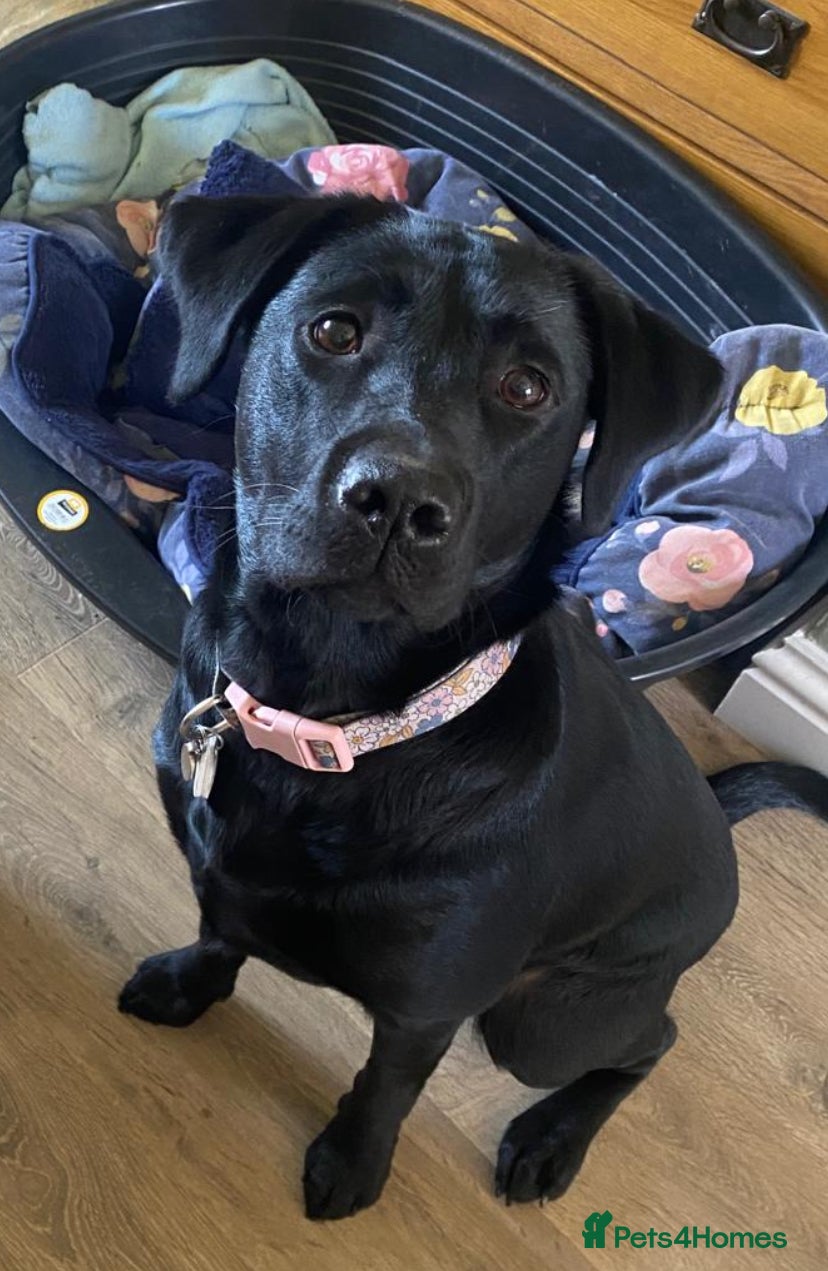 Labrador Retriever dogs for sale: Stunning Labrador puppies in Canterbury - Advert 2
