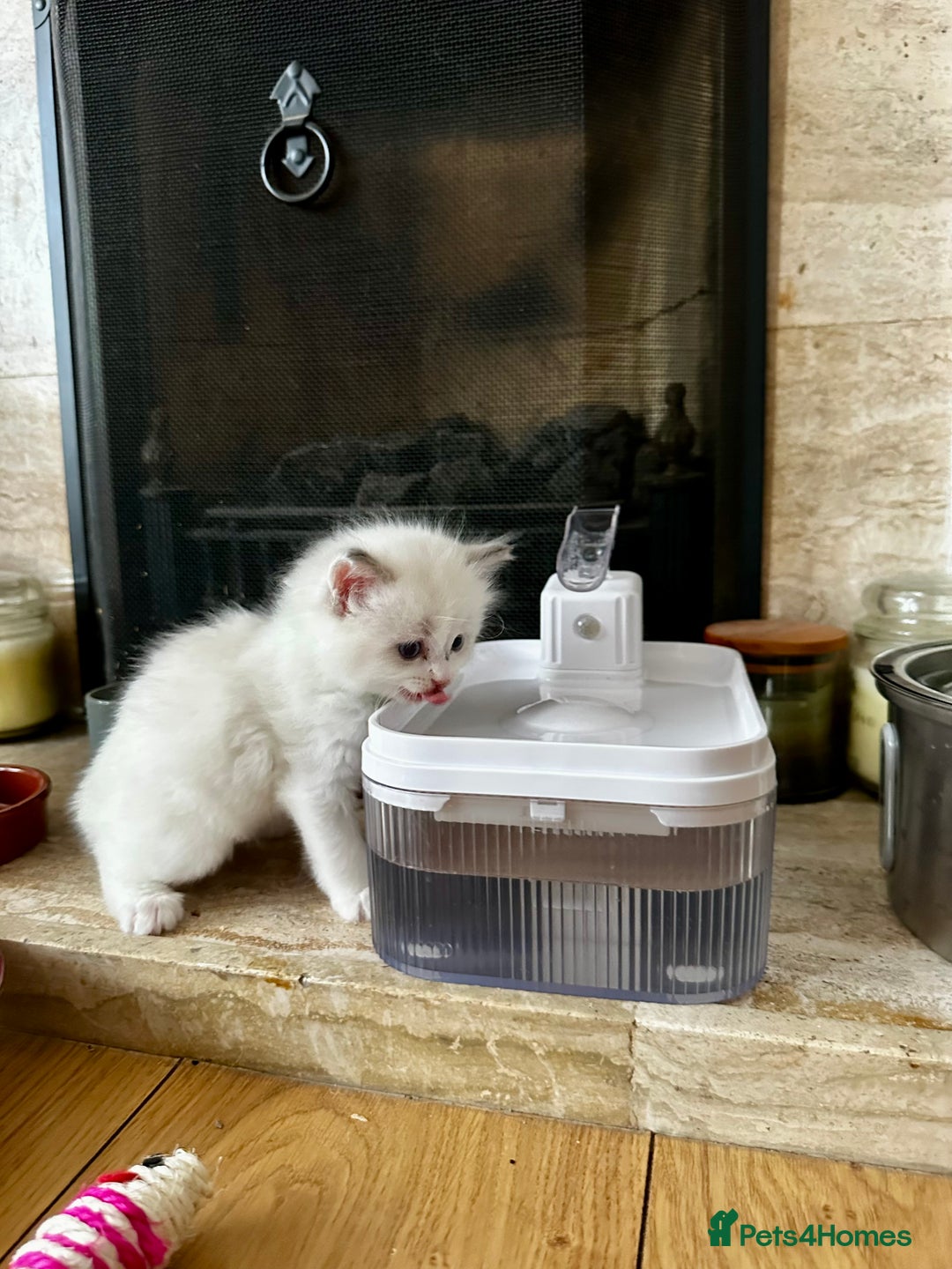 Ragdoll cats for sale: Gorgeous Litter of ragdolls ready 10/10/25 - Image 9