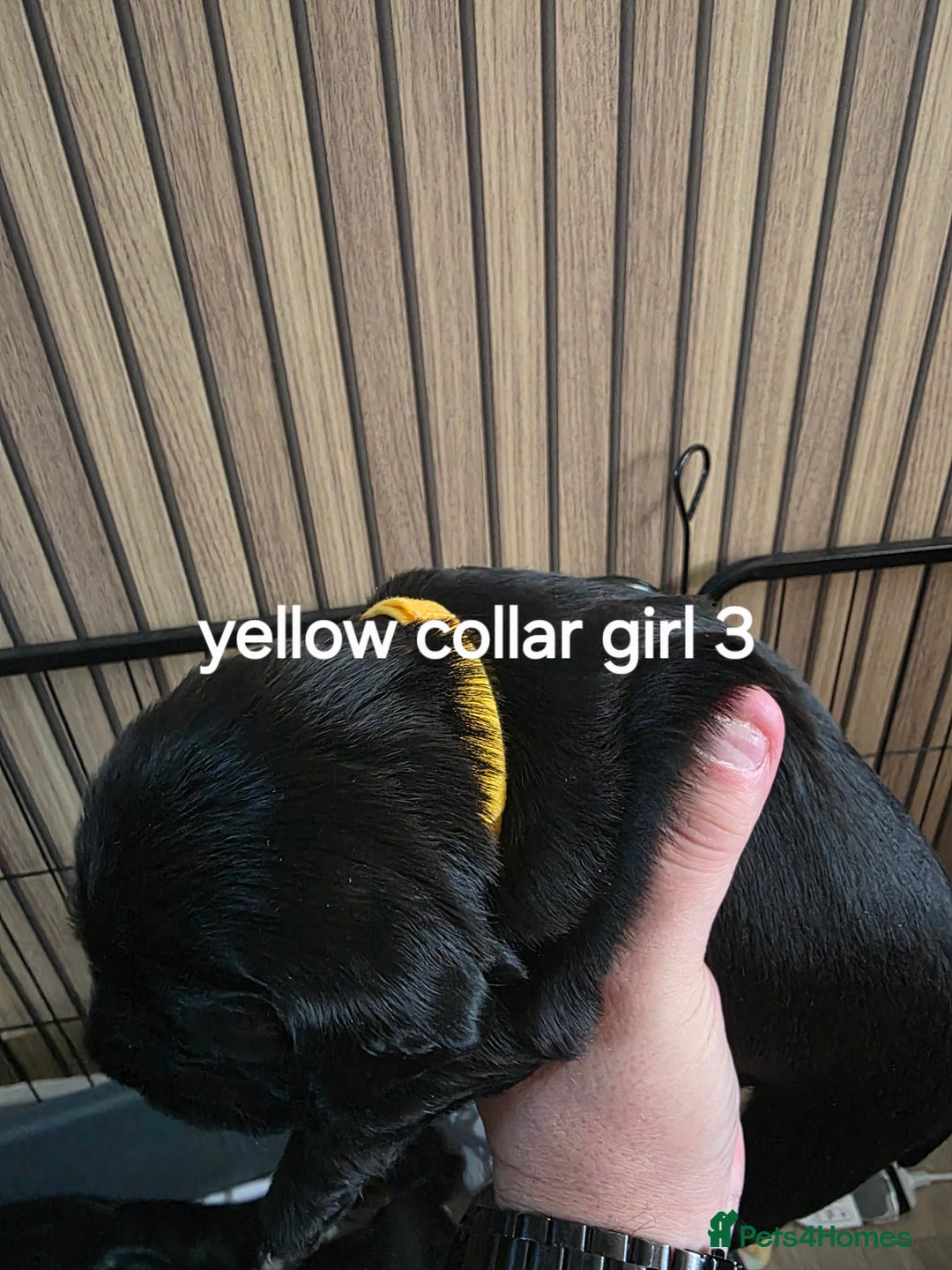 Sprocker dogs for sale: Sprocker puppies for sale. - Image 6