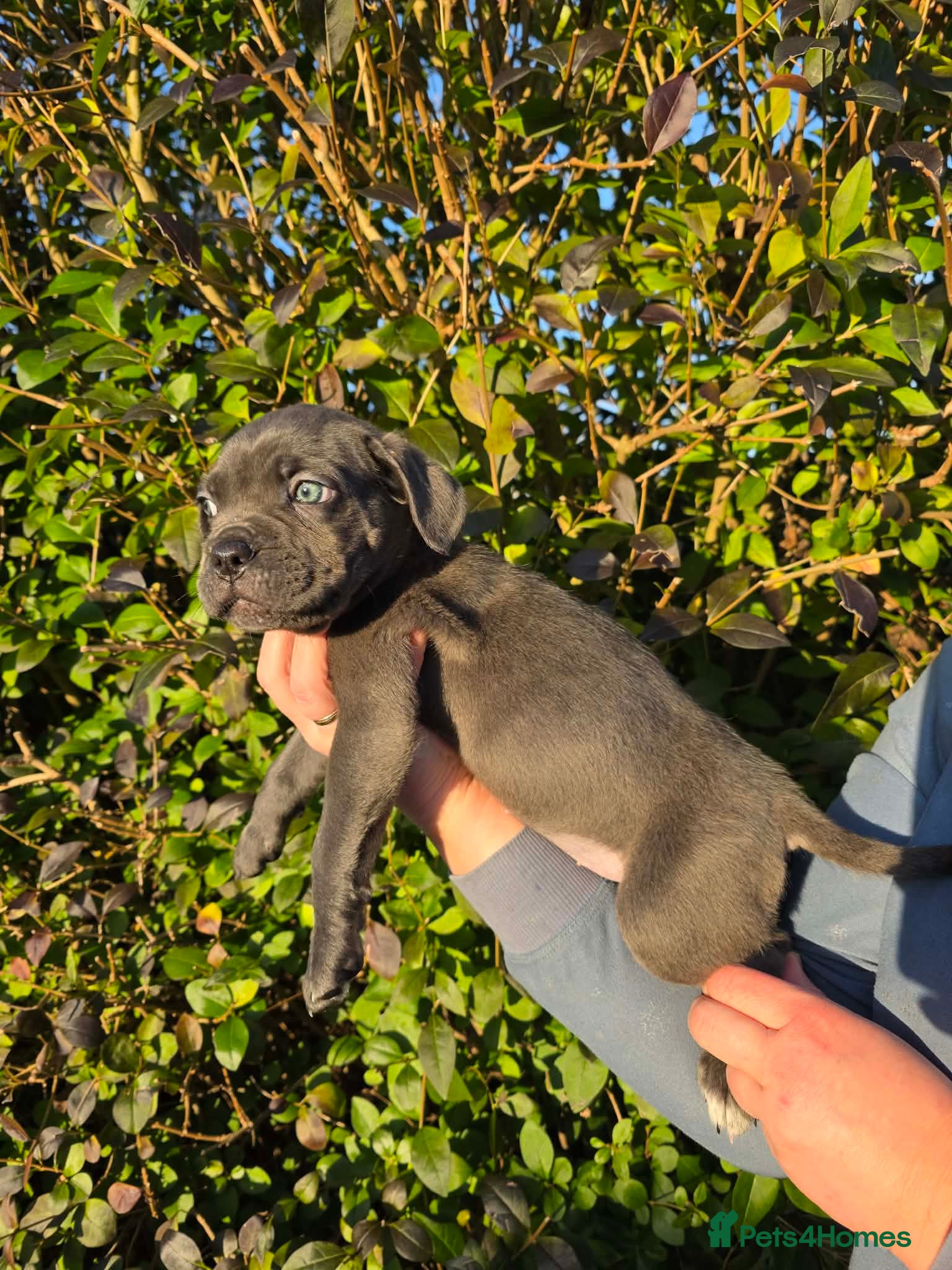 Cane Corso dogs READY TO LEAVE 🥰ICF/ICCF Champion 6th GENERATIOn - Advert 1