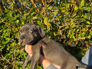 Cane Corso dogs READY TO LEAVE 🥰ICF/ICCF Champion 6th GENERATIOn - Advert 1