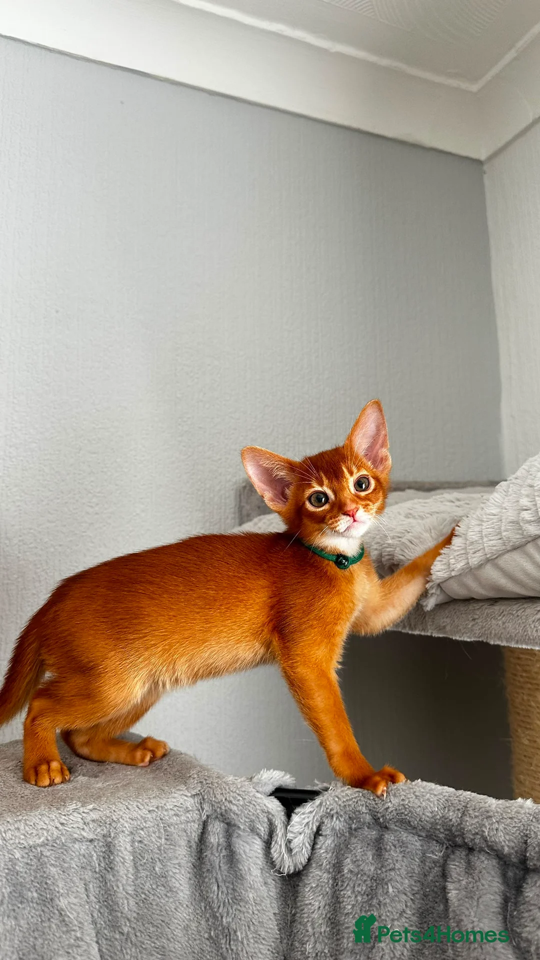 Abyssinian cats for sale: Abyssinian kittens  - Advert 2