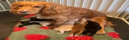 Cocker Spaniel dogs for sale: Pretty RKC Cocker Spaniel pups DNA Health Tested - Advert 2