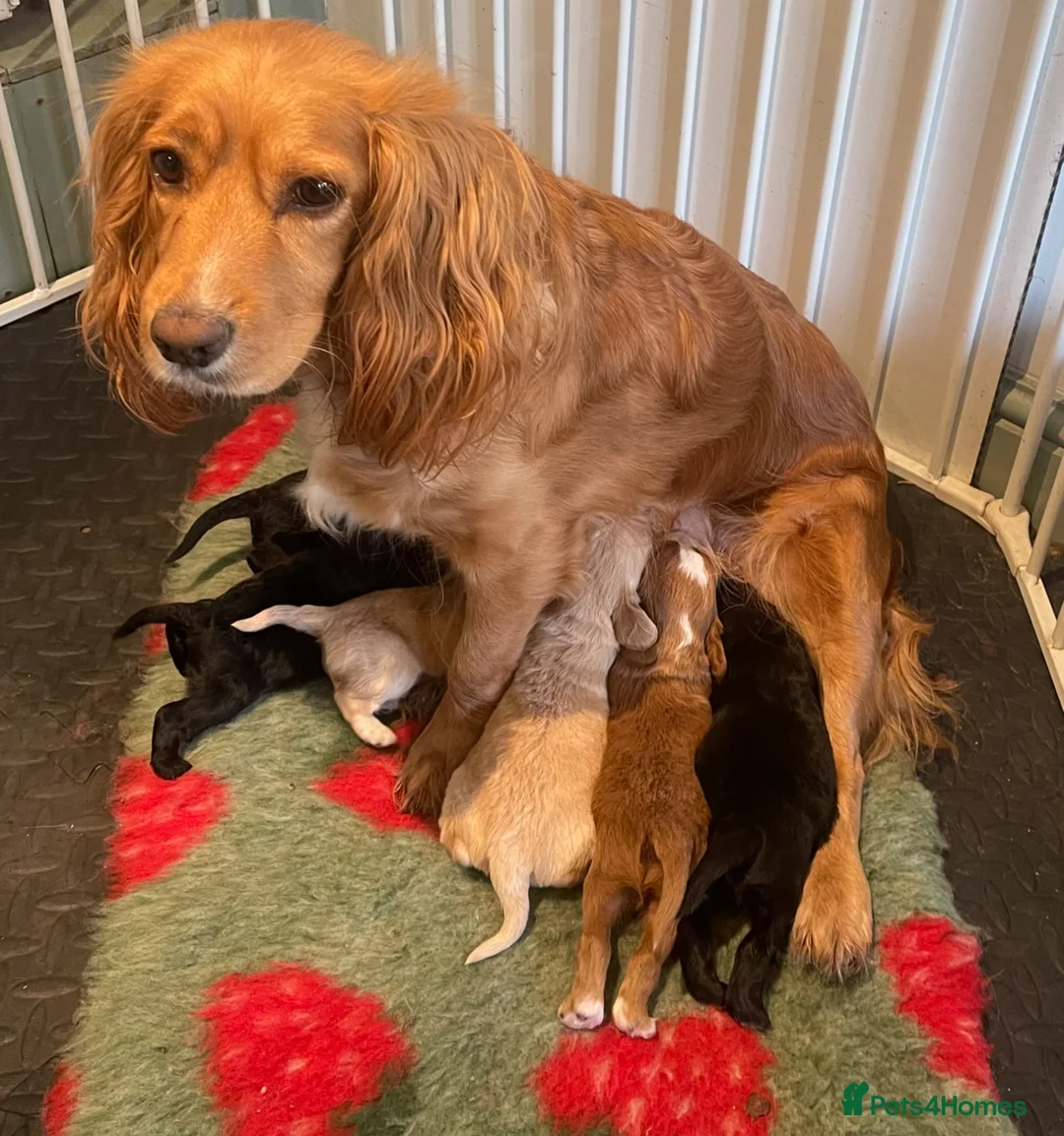 Cocker Spaniel dogs for sale: Pretty RKC Cocker Spaniel pups DNA Health Tested - Advert 2