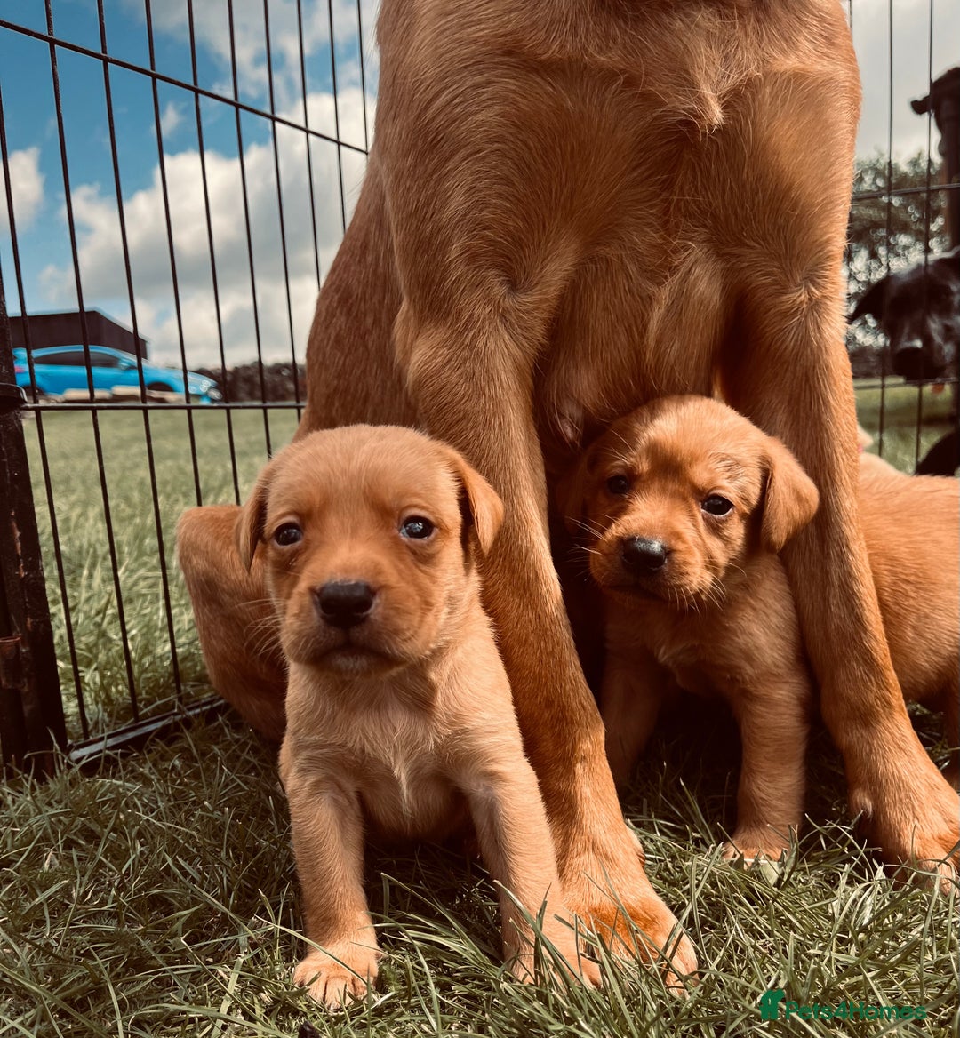 Labrador Retriever dogs for sale: Ready now!! Amazing red fox Labrador puppies  - Image 14