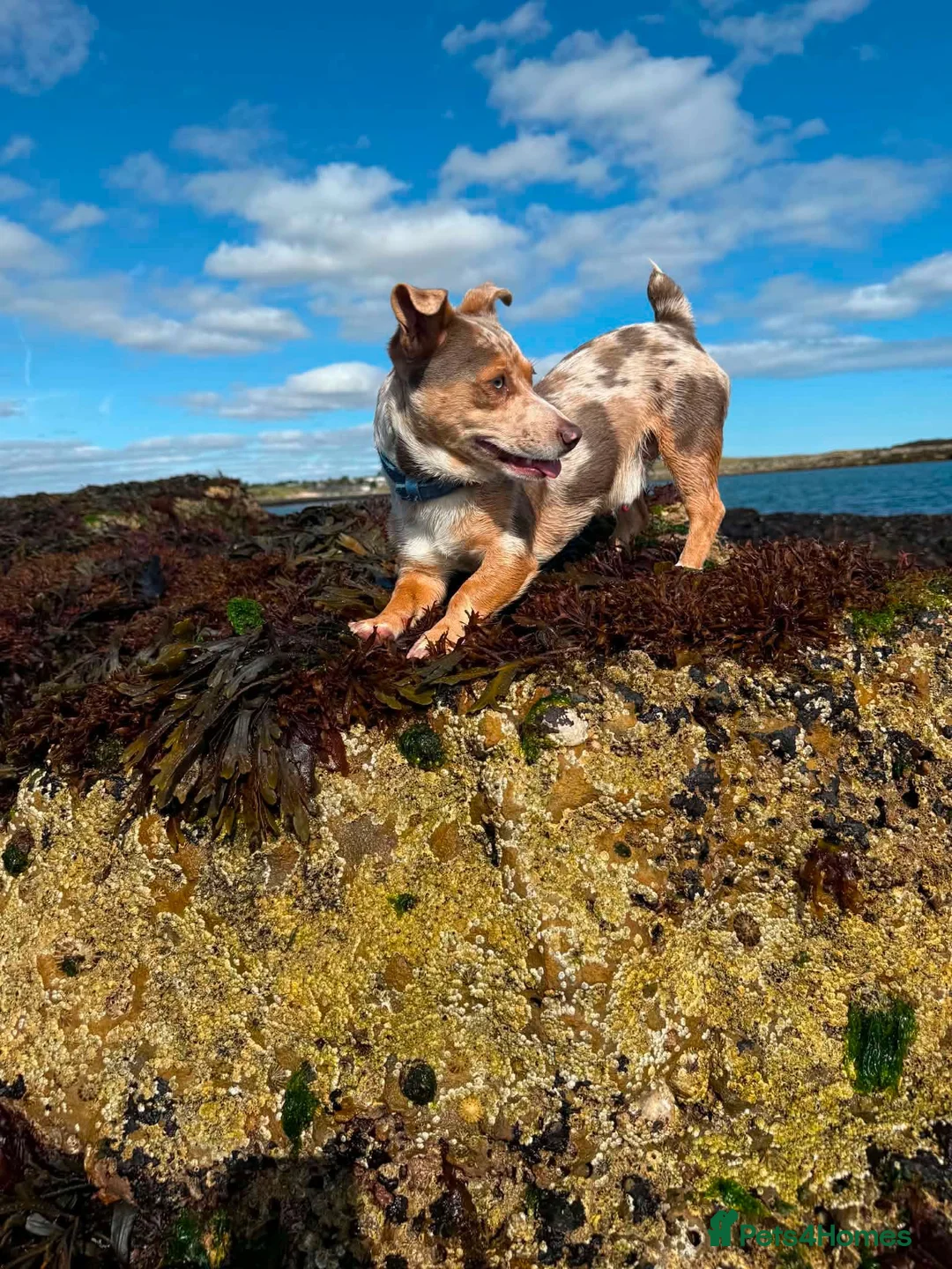 Jack Russell dogs for sale: Miniature jack Russell puppies  - Advert 2