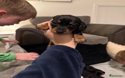 Miniature Dachshund dogs for sale: Miniature dachshund puppies. KC REG, PRA CLEAR 🥰 - Advert 8