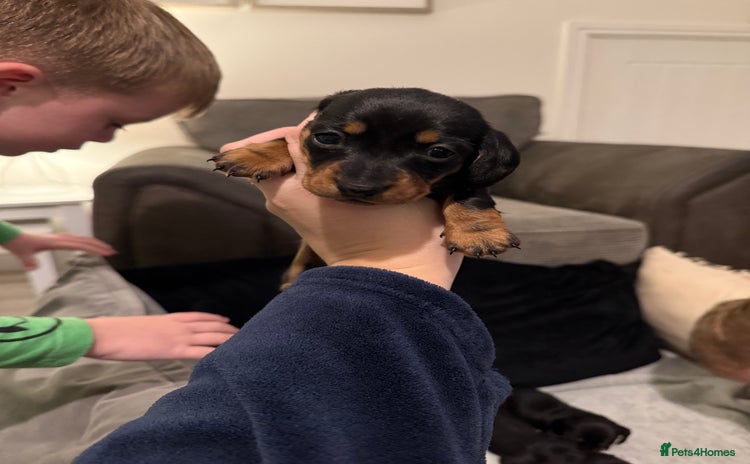 Miniature Dachshund dogs Miniature dachshund KC REG, Black and Tan left 🥰 - Advert 13