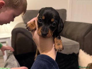 Miniature Dachshund dogs Miniature dachshund KC REG, Black and Tan left 🥰 - Advert 6
