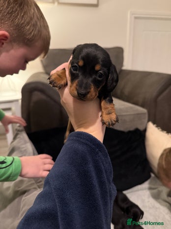 Miniature Dachshund dogs Miniature dachshund KC REG, Black and Tan left 🥰 - Advert 13