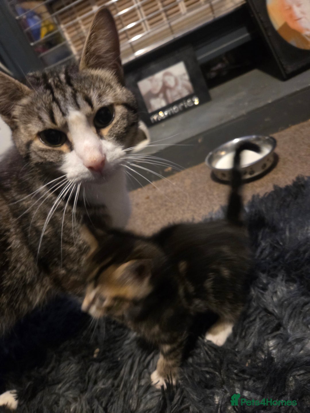 Mixed Breed cats for sale: 5 beautiful kittens - Advert 1