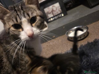 Mixed Breed cats 5 beautiful kittens - Advert 1