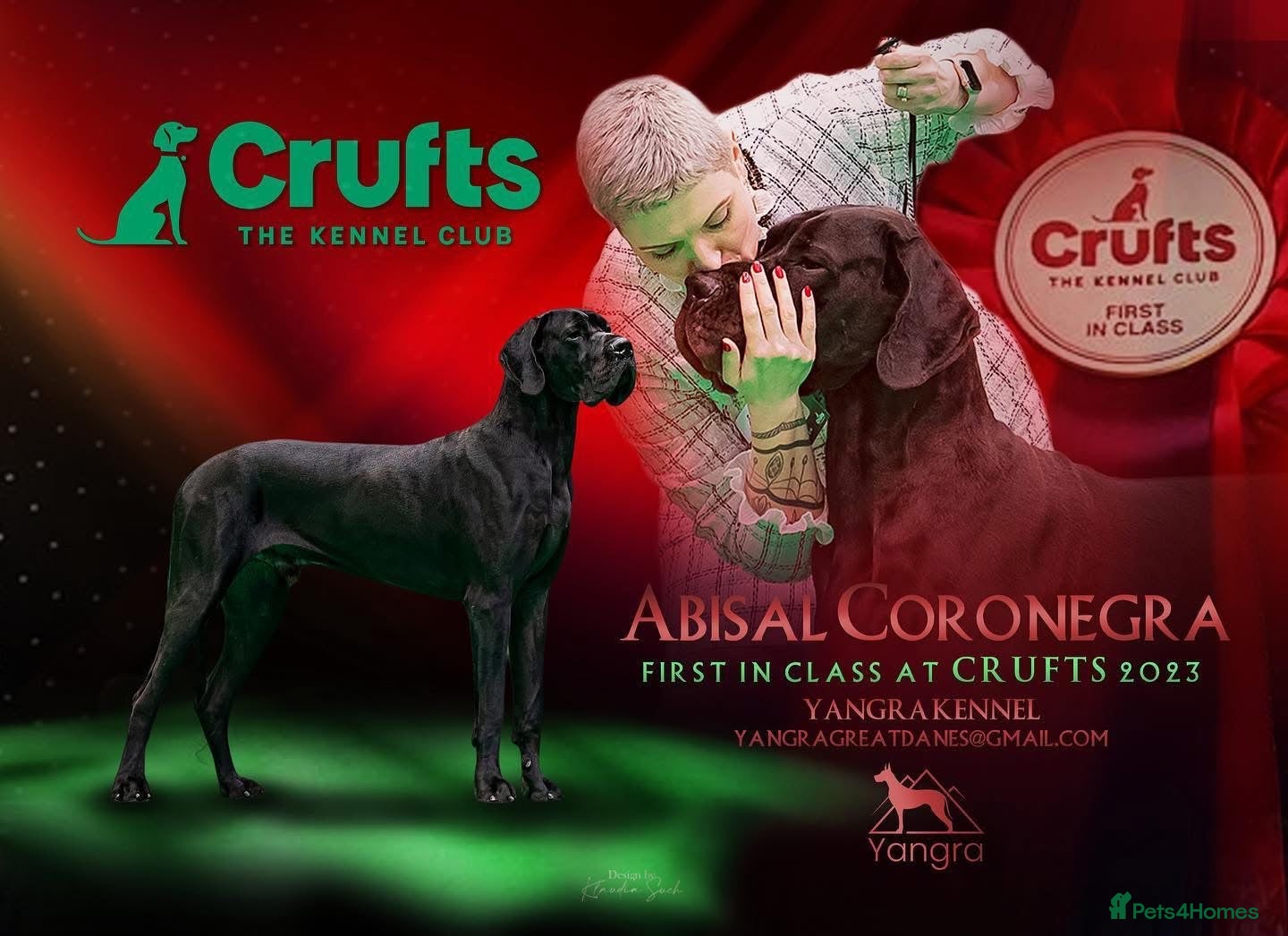Great Dane dogs Champion blood exceptional quality black GreatDane - Advert 5