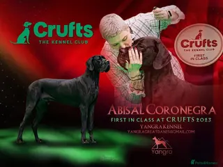 Great Dane dogs Champion blood exceptional quality black GreatDane - Advert 11