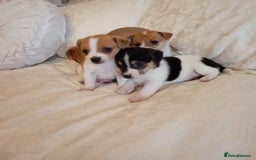 Jack Russell dogs for sale: Miniature Jack Russell puppies  - Image 2