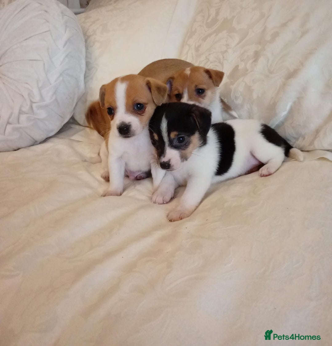 Jack Russell dogs for sale: Miniature Jack Russell puppies  - Image 2