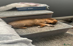 Mixed Breed dogs for sale: Special female puppy - Image 4
