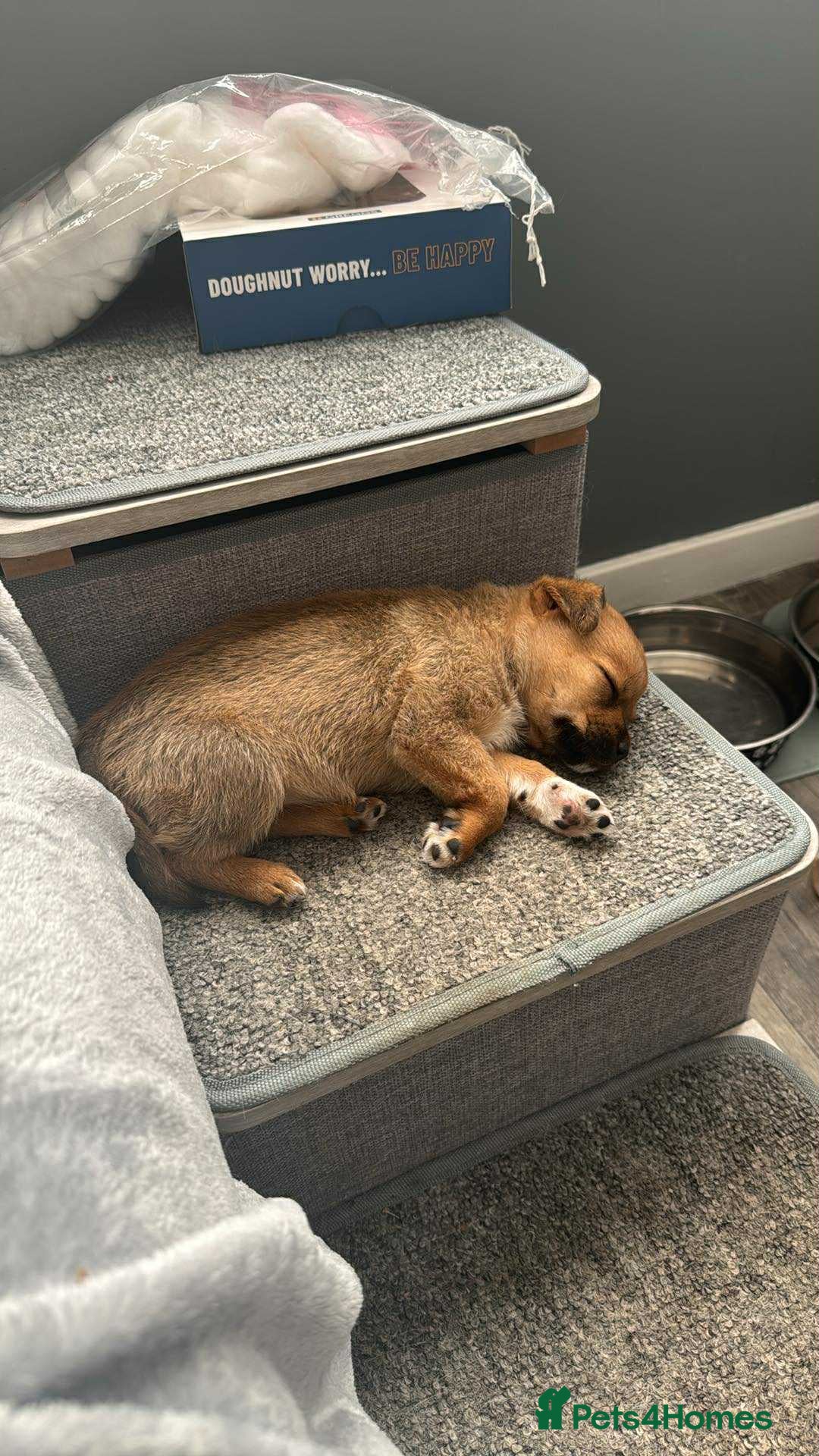 Mixed Breed dogs for sale: Special female puppy - Image 4