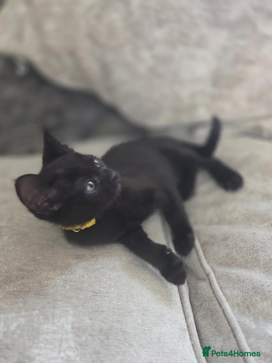 Burmese cats for sale: Burmese x - Advert 2