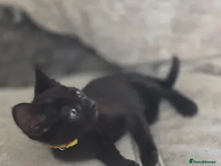 Burmese cats Burmese x - Advert 3