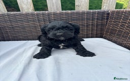 Mixed Breed dogs for sale: Beautiful cockalierpoo pups  - Image 4