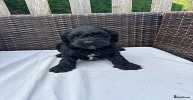 Mixed Breed dogs - Advert 4