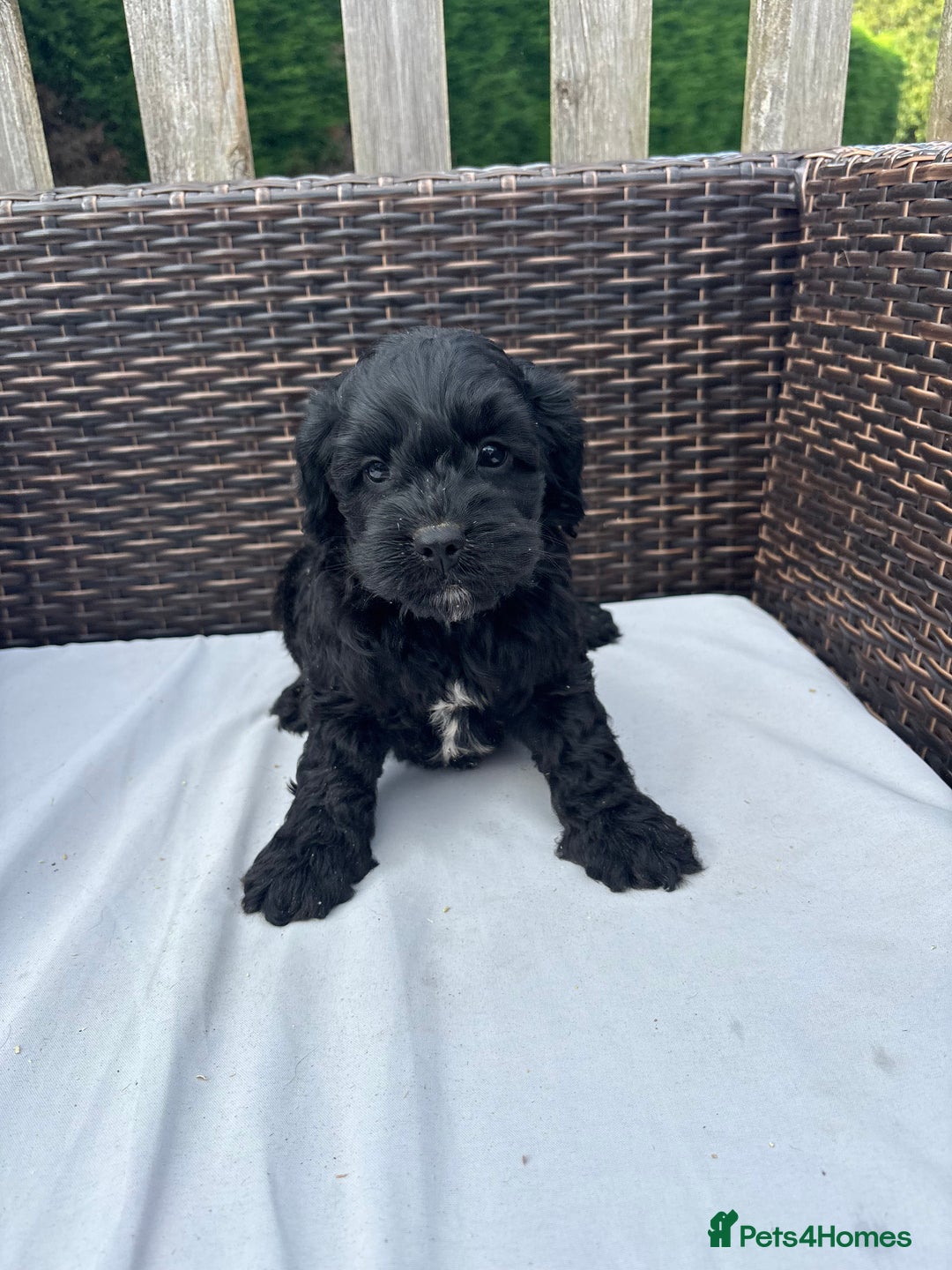 Mixed Breed dogs for sale: Beautiful cockalierpoo pups  - Image 4