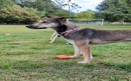 Mixed Breed dogs for adoption: Sweet Margot looking for Love  - Image 6