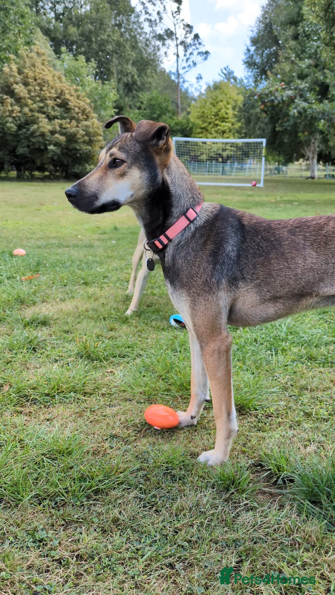 Mixed Breed dogs for adoption: Sweet Margot looking for Love  - Image 6