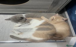 British Shorthair cats for sale: 💗💙💗💙GCCF LAST GIRL British Shorthair  - Image 8