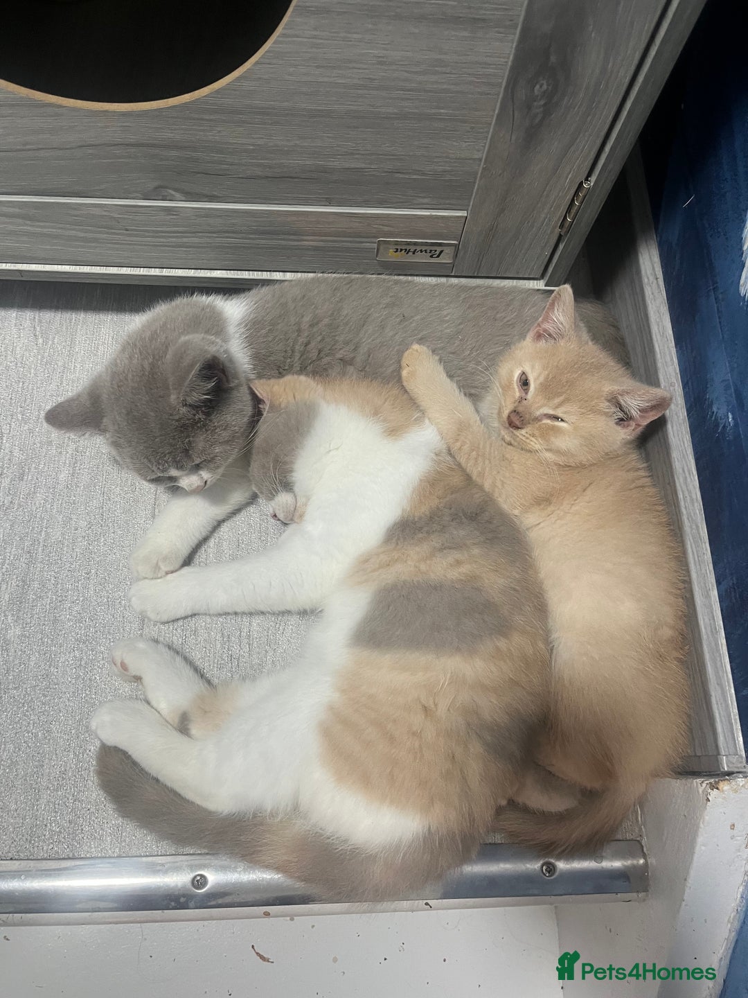 British Shorthair cats for sale: 💗💙💗💙GCCF LAST GIRL British Shorthair  - Image 8