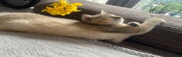 British Shorthair cats for sale: One golden British shorthair for sale. - Advert 7