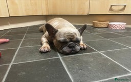 French Bulldog dogs for sale: French bulldog puppies  - Image 6