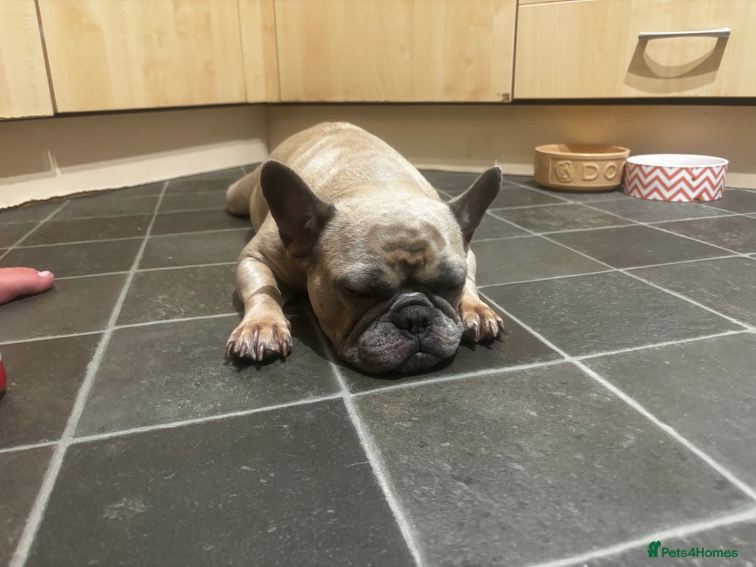 French Bulldog dogs for sale: French bulldog puppies  - Image 6