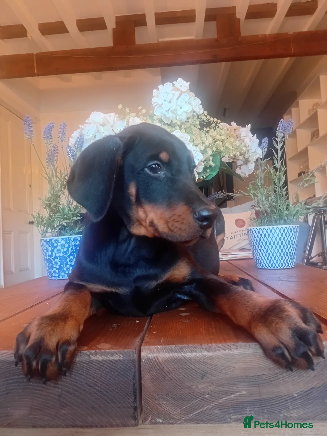 Mixed Breed dogs for sale: Champ KC registered Doberman & Beaceron puppies. - Advert 1