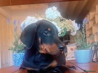 Mixed Breed dogs Champ KC registered Doberman & Beaceron puppies. - Advert 3