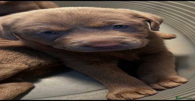 Labrador Retriever dogs - Advert 7