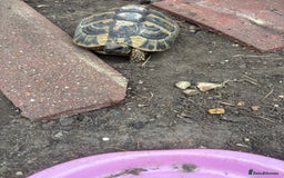 Tortoise reptiles for sale: 5 years old Herman female - Image 6
