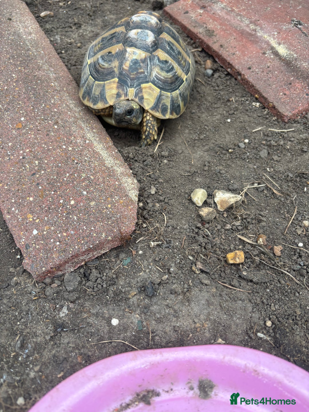 Tortoise reptiles for sale: 5 years old Herman female - Image 6