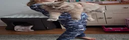 Mixed Breed cats for sale: Maincoon-Ragdoll mix - Advert 12