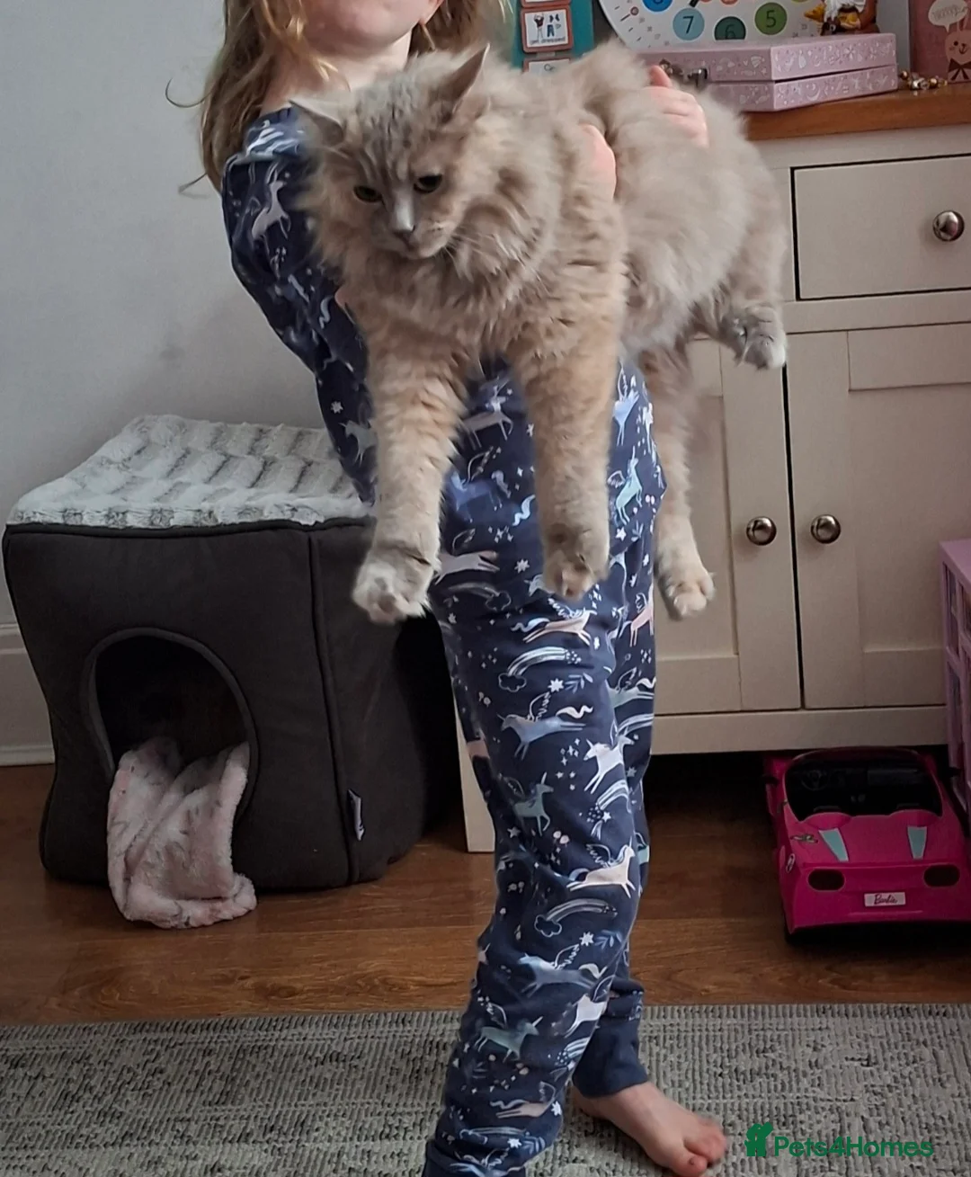 Mixed Breed cats for sale: Maincoon-Ragdoll mix - Advert 12