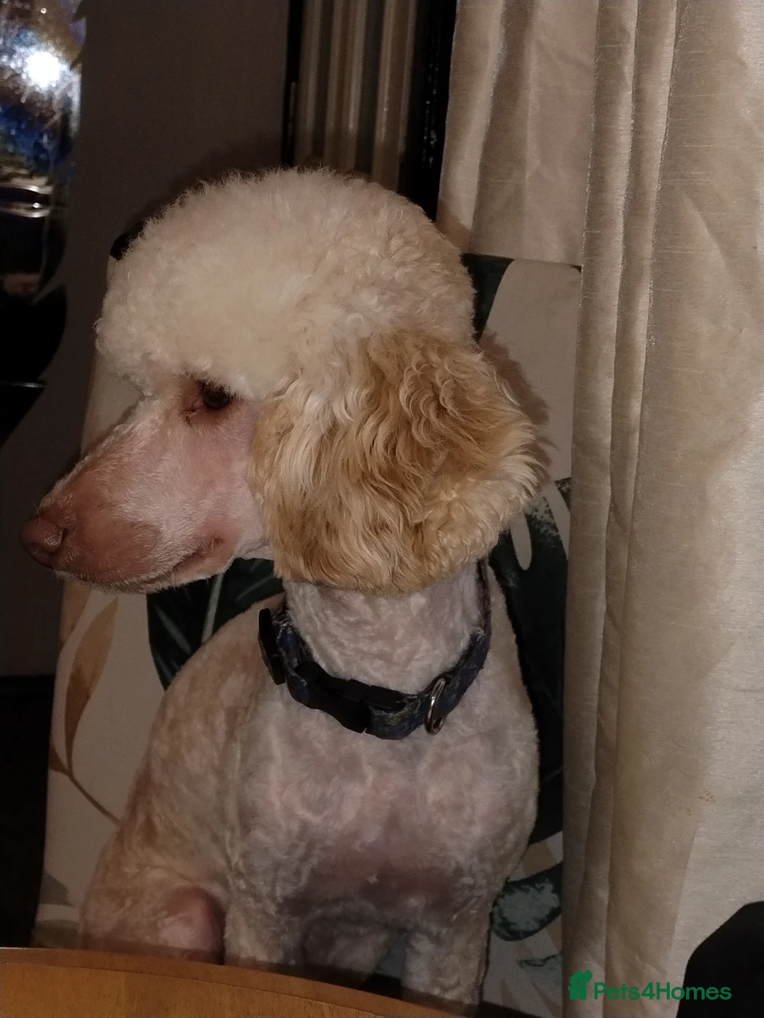 Cockapoo dogs for sale: Cockapoo puppies 100%  - Advert 7