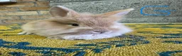 Lionhead rabbits for sale: Lionhead Rabbits For Sale  - Advert 5