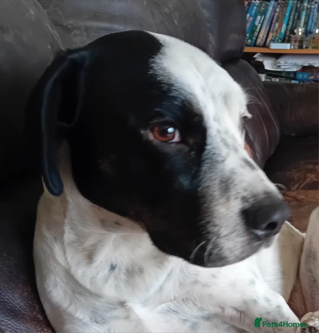 Mixed Breed dogs for sale: Chungus  in Oldham - Advert 1